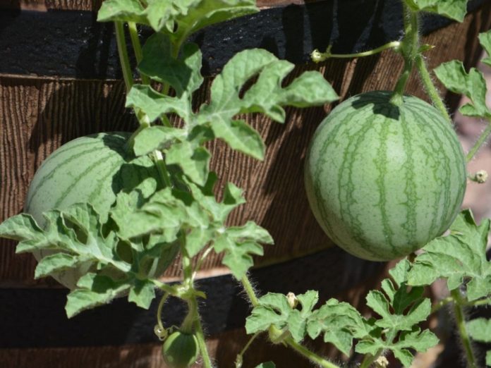 How to Grow Watermelon in Pots