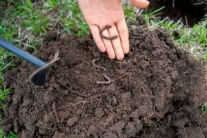 How to Attract Earthworms to Vegetable Garden01