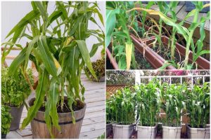 How to Grow Corn in Containers