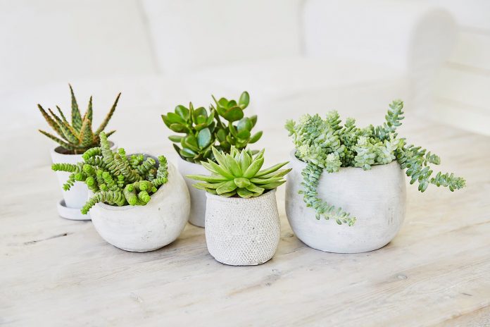 How to Plant and Care for Succulents Indoors