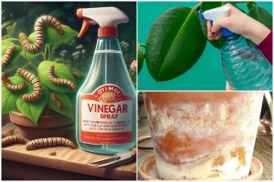 Surprising Vinegar Hacks for Houseplants