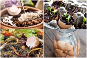 6 Amazing Eggshell Uses for the Growth of Plants