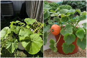 Easy Steps to Grow Pumpkin in Containers