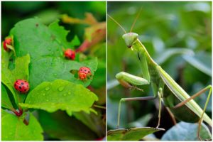 How to Attract Beneficial Insects to Your Garden05