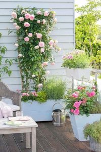 How to Grow Roses on Balcony01