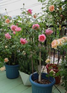 How to Grow Roses on Balcony02